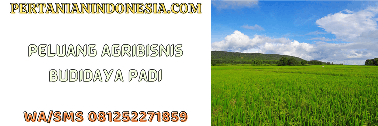 peluang,agrobisnis,agribisnis,budidaya,budidaya padi